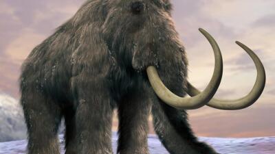 Fosil Gading Gajah Purba Ditemukan Warga Cepu Kabupaten Blora di Sungai Bengawan Solo, Ini Penampakannya