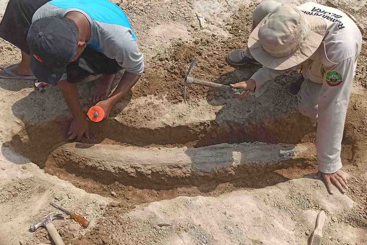 Fosil Gading Gajah Purba Ditemukan Warga Cepu Kabupaten Blora di Sungai Bengawan Solo