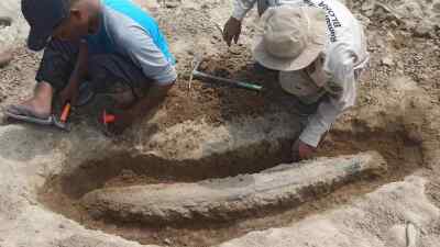 Heboh Fosil Gading Gajah Purba Ditemukan di Sungai Bengawan Solo Cepu Blora