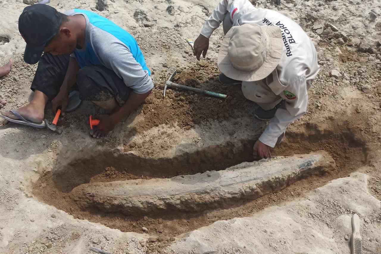 Heboh Fosil Gading Gajah Purba Ditemukan di Sungai Bengawan Solo Cepu Blora