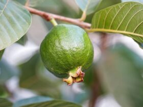 Sederet Manfaat Jambu Biji Bagi Tubuh
