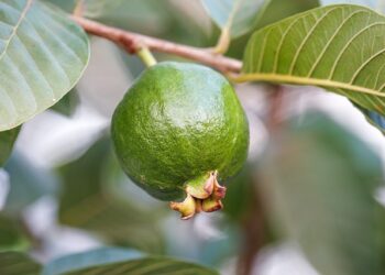 Sederet Manfaat Jambu Biji Bagi Tubuh