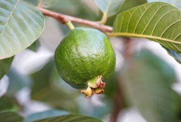 Sederet Manfaat Jambu Biji Bagi Tubuh