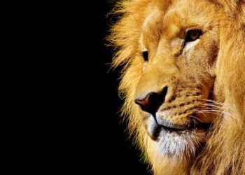 Menyingkap 3 Zodiak Raja Penuh Kekuatan dan Karisma