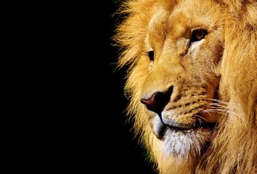 Menyingkap 3 Zodiak Raja Penuh Kekuatan dan Karisma