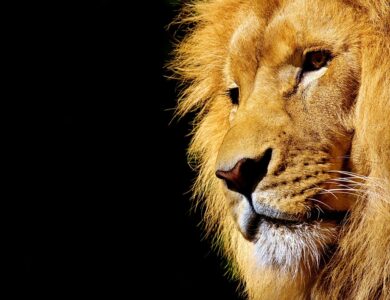 Menyingkap 3 Zodiak Raja Penuh Kekuatan dan Karisma