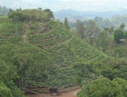 Kebun Teh Jamus Ngawi, Surga tersembunyi di kaki Gunung Lawu