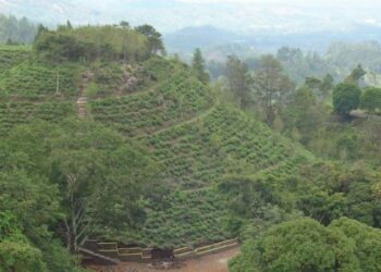 Kebun Teh Jamus Ngawi, Surga tersembunyi di kaki Gunung Lawu