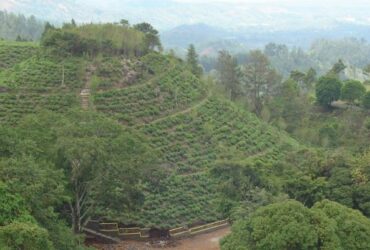 Kebun Teh Jamus Ngawi, Surga tersembunyi di kaki Gunung Lawu