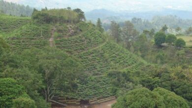 Kebun Teh Jamus Ngawi, Surga tersembunyi di kaki Gunung Lawu