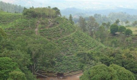 Kebun Teh Jamus Ngawi, Surga tersembunyi di kaki Gunung Lawu