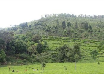 Ngawi Hits! Menjelajahi Keindahan dan Kesejukan Kebun Teh Jamus