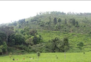 Ngawi Hits! Menjelajahi Keindahan dan Kesejukan Kebun Teh Jamus