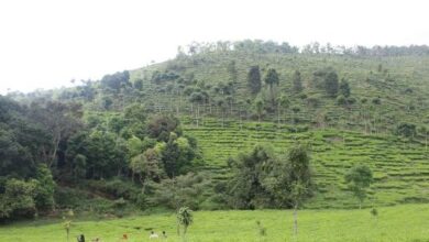 Ngawi Hits! Menjelajahi Keindahan dan Kesejukan Kebun Teh Jamus