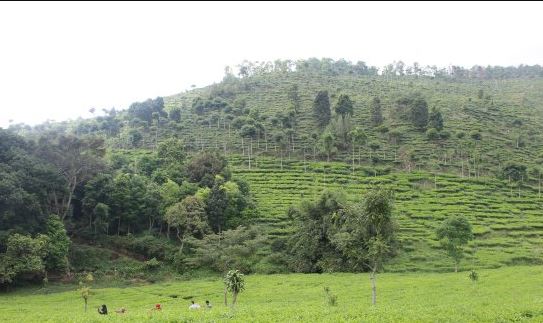 Ngawi Hits! Menjelajahi Keindahan dan Kesejukan Kebun Teh Jamus