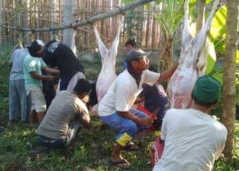 Rayakan Idul Adha Ponpes Al-Ittihad Tambakromo Cepu Ajak Santri Makan Sate