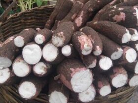 9 Jenis Singkong yang Wajib Kamu Tahu, Gak Cuma Singkong Biasa!