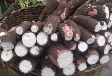 9 Jenis Singkong yang Wajib Kamu Tahu, Gak Cuma Singkong Biasa!