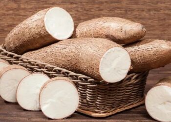 Mengenal Jenis-Jenis Singkong dan Penggunaannya