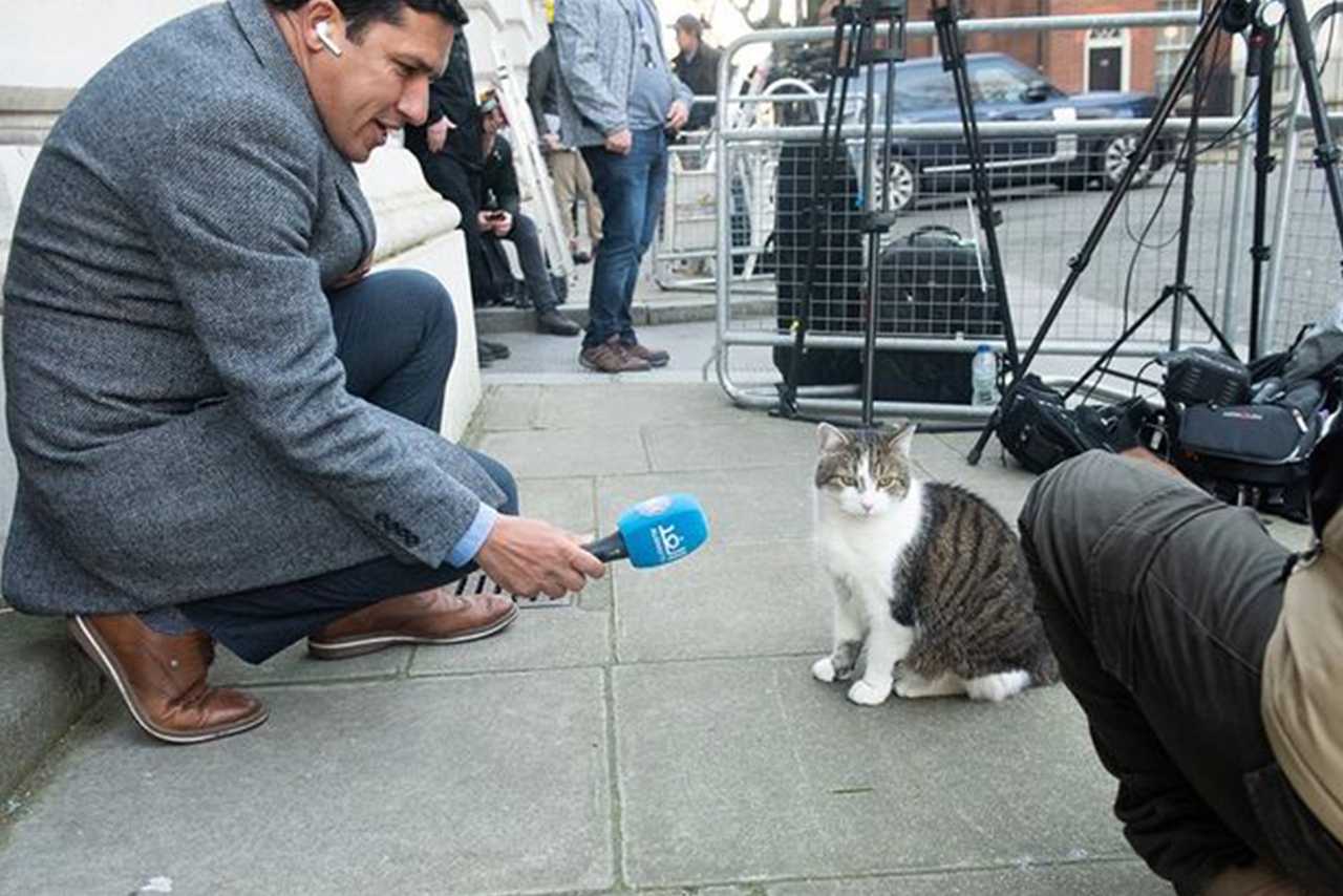 Larry Kucing Paling Populer di Dunia dan Menjadi Ikon Budaya Inggris Yang Unik dan Fenomenal