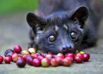 Mengenal Kopi Luwak Kopi Terbaik Di Dunia Dengan Harga Per Cangkir Hingga Rp300 Ribu