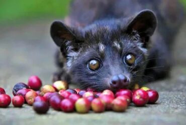 Mengenal Kopi Luwak Kopi Terbaik Di Dunia Dengan Harga Per Cangkir Hingga Rp300 Ribu