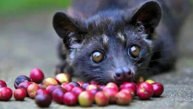 Mengenal Kopi Luwak Kopi Terbaik Di Dunia Dengan Harga Per Cangkir Hingga Rp300 Ribu