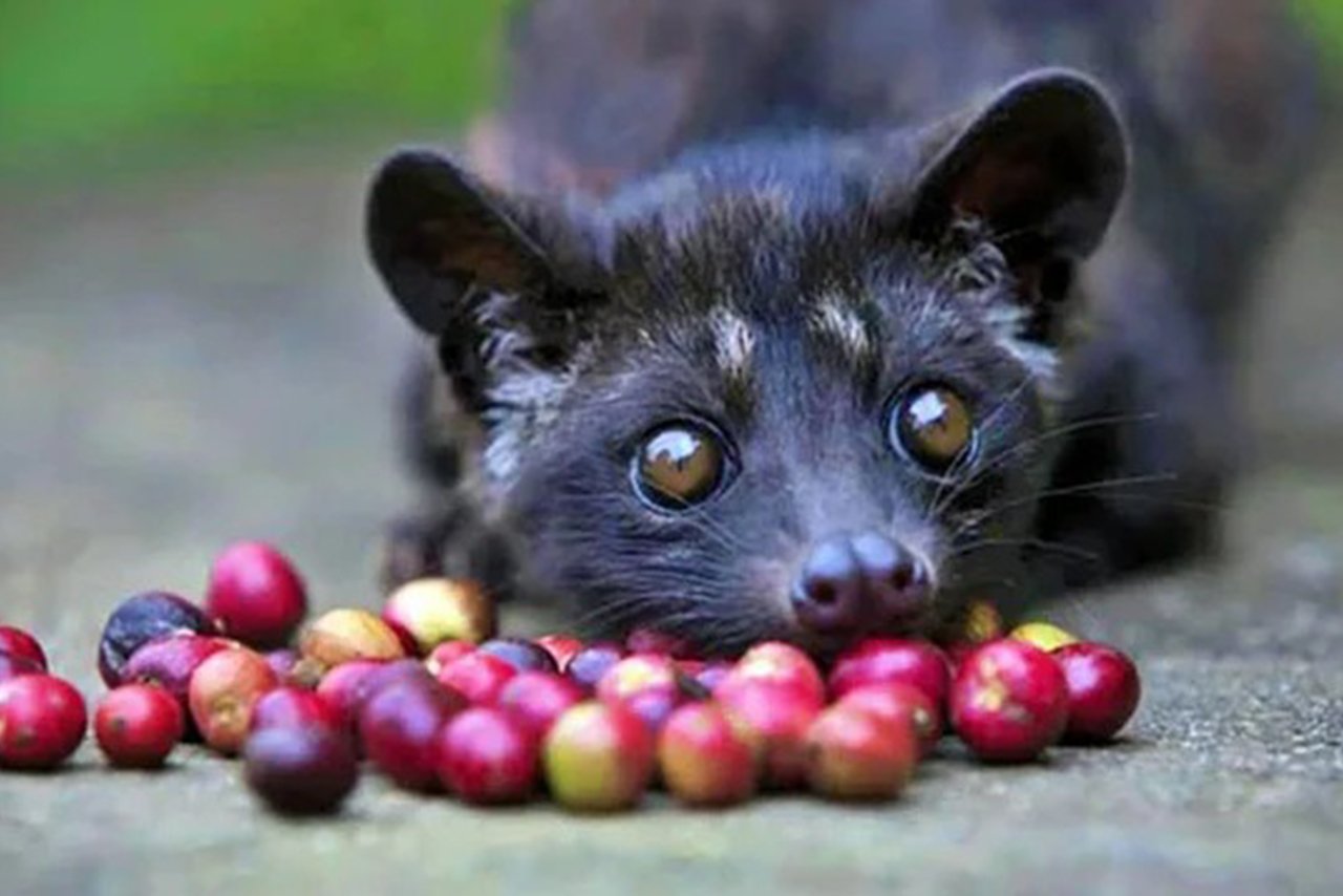 Mengenal Kopi Luwak Kopi Terbaik Di Dunia Dengan Harga Per Cangkir Hingga Rp300 Ribu