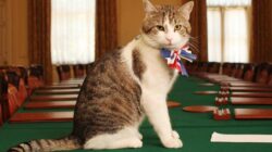 Namanya LARRY! Kucing Paling Populer di Dunia dan Menjadi Ikon Budaya Inggris yang Unik dan Fenomenal