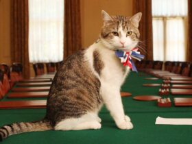 Namanya Larry Kucing Paling Populer di Dunia dan Menjadi Ikon Budaya Inggris yang Unik dan Fenomenal