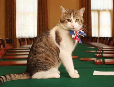 Namanya Larry Kucing Paling Populer di Dunia dan Menjadi Ikon Budaya Inggris yang Unik dan Fenomenal