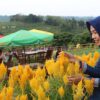 agrowisata-kebun-buah-greneng