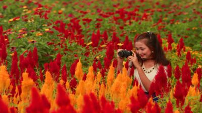 Agrowisata Kebun Buah Greneng Destinasi Wisata di Blora Ala Negeri Belanda dengan Floranya yang Ikonik