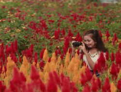 Bak di Negeri Eropa 10 Tempat Wisata Terbaik di Blora yang Cocok Dikunjungi di Musim Panas