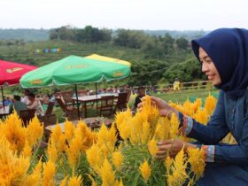 Kebun Greneng Blora Sensasi Agrowisata Ala Taman Bunga di Keukenhof Belanda