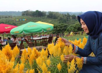 Kebun Greneng Blora Sensasi Agrowisata Ala Taman Bunga di Keukenhof Belanda