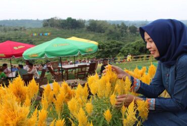 Kebun Greneng Blora Sensasi Agrowisata Ala Taman Bunga di Keukenhof Belanda