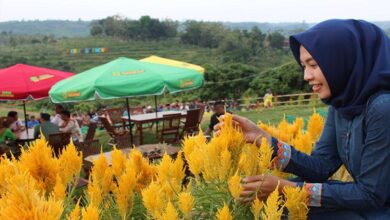 Kebun Greneng Blora Sensasi Agrowisata Ala Taman Bunga di Keukenhof Belanda