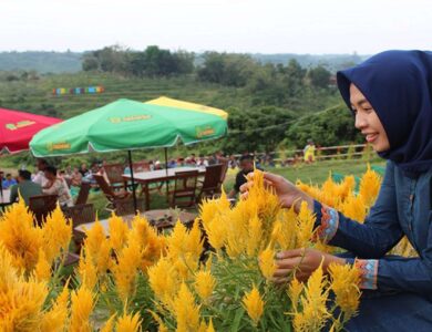 Kebun Greneng Blora Sensasi Agrowisata Ala Taman Bunga di Keukenhof Belanda