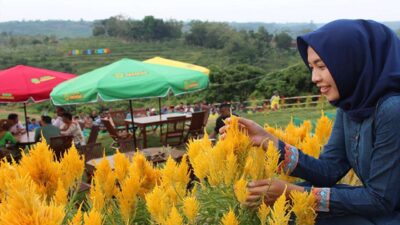 Kebun Greneng Blora Sensasi Agrowisata Ala Taman Bunga di Keukenhof Belanda