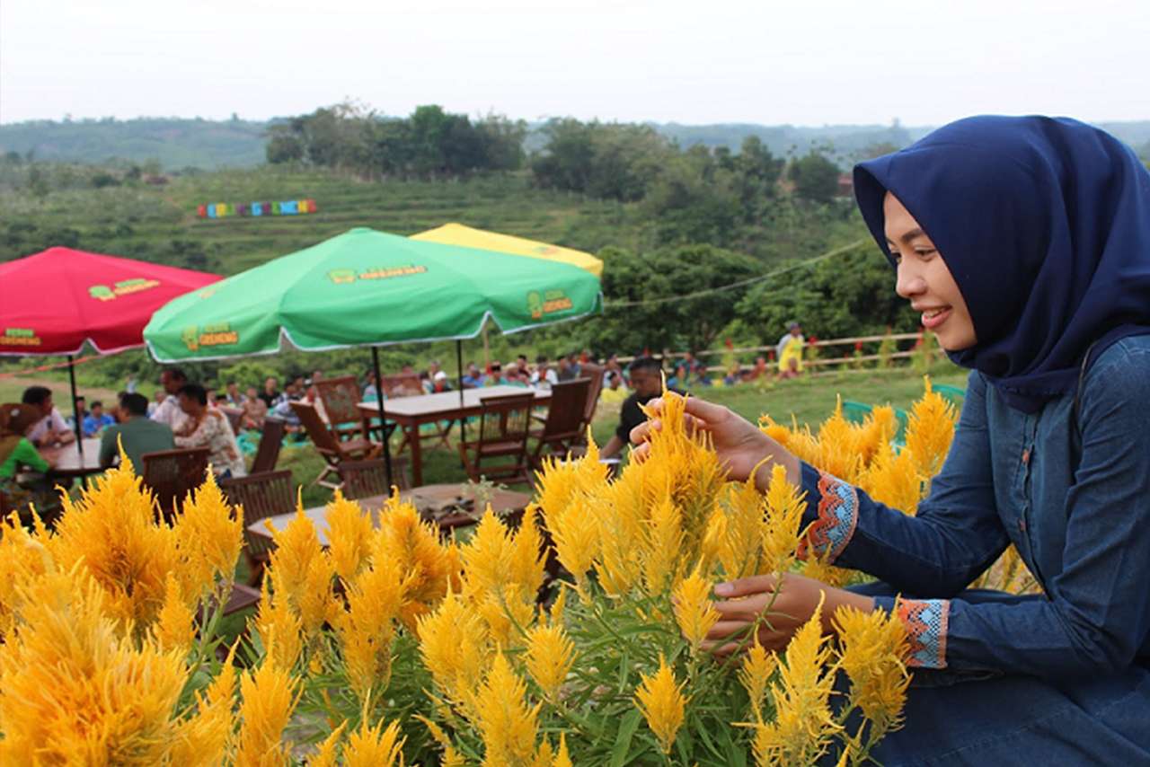 Kebun Greneng Blora Sensasi Agrowisata Ala Taman Bunga di Keukenhof Belanda