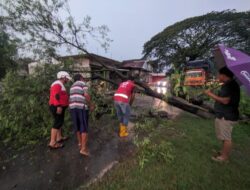 Jalan Provinsi di Blora Terhalang Pohon Tumbang