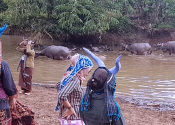 Kampung Kerbau Ngawi, Destinasi Wisata Unik dan Menarik