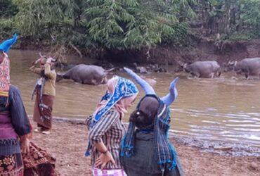 Kampung Kerbau Ngawi, Destinasi Wisata Unik dan Menarik