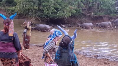 Kampung Kerbau Ngawi, Destinasi Wisata Unik dan Menarik