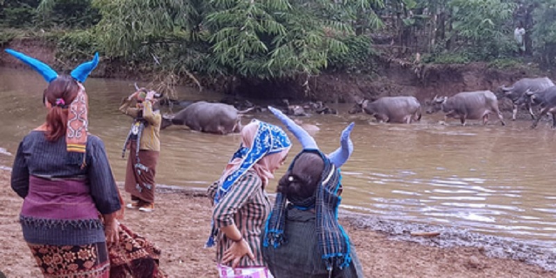 Kampung Kerbau Ngawi, Destinasi Wisata Unik dan Menarik