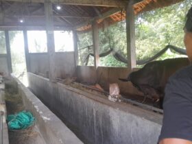 Kades Gadon Diduga Selewengkan Program Ketahanan Pangan
