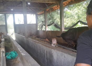 Kades Gadon Diduga Selewengkan Program Ketahanan Pangan