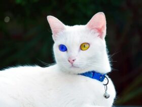 Ciri-Ciri Kucing Khao Manee Dan Harganya Kucing Termahal Di Dunia Dengan Mata Bak Berlian