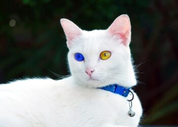 Ciri-Ciri Kucing Khao Manee Dan Harganya Kucing Termahal Di Dunia Dengan Mata Bak Berlian